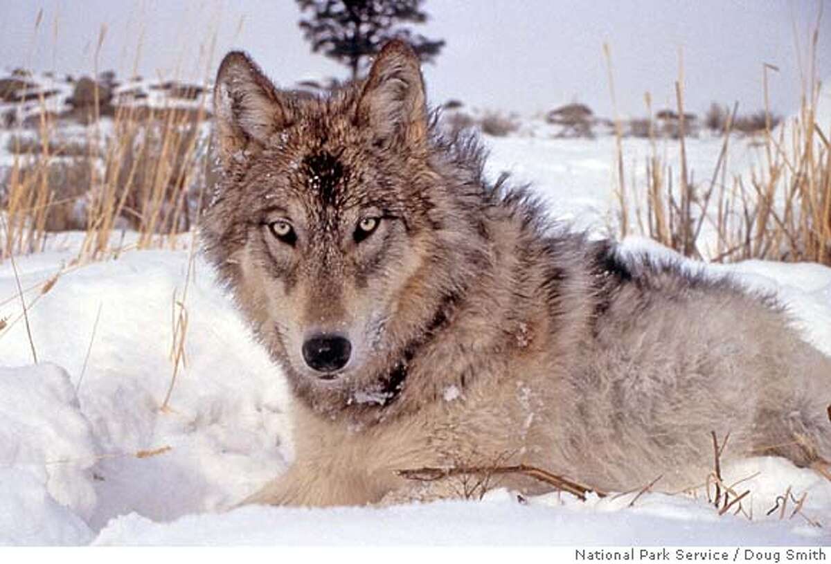 Wolves breed their way out of protection