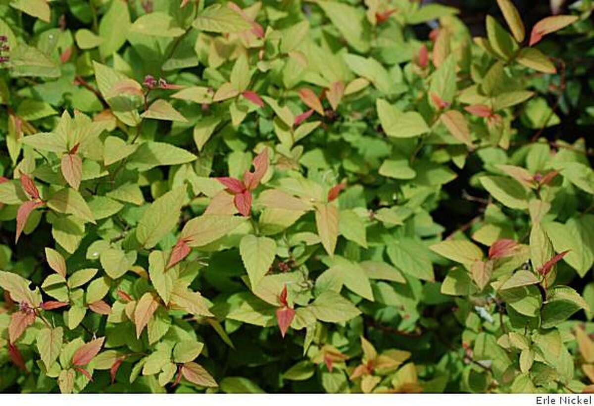 Pick of the Week: Spiraea 'Goldflame'