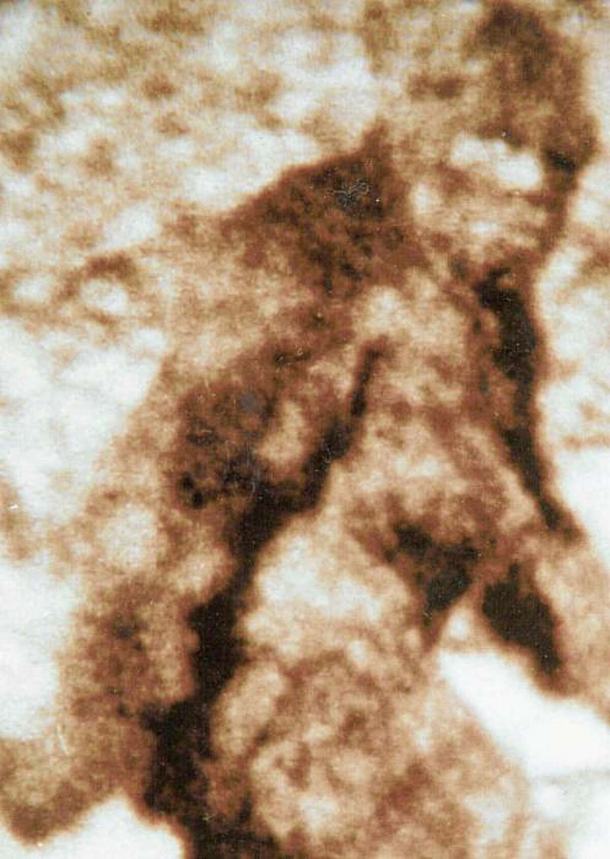 What some believe to be a female Sasquatch running out of a stream bed in the Six Rivers National Forest in northern California is seen in this frame taken from a piece of 16mm footage taken by Roger Patterson and Bob Gimlin in 1967 during a horseback search for Bigfoot. Sasquatch might be from outer space, at least that's the theory being put forth by Erik Beckjord of the San Francisco based Sasquatch Research Project. Beckjord contends the proof can be found in a metal cylinder, roughly the same size and shape as a 16-ounce can of beer, on Bigfoot's right arm shown in this frame taken from the famous Patterson film. (AP Photo/Sasquatch Research Project, Roger Patterson and Bob Gimlin )