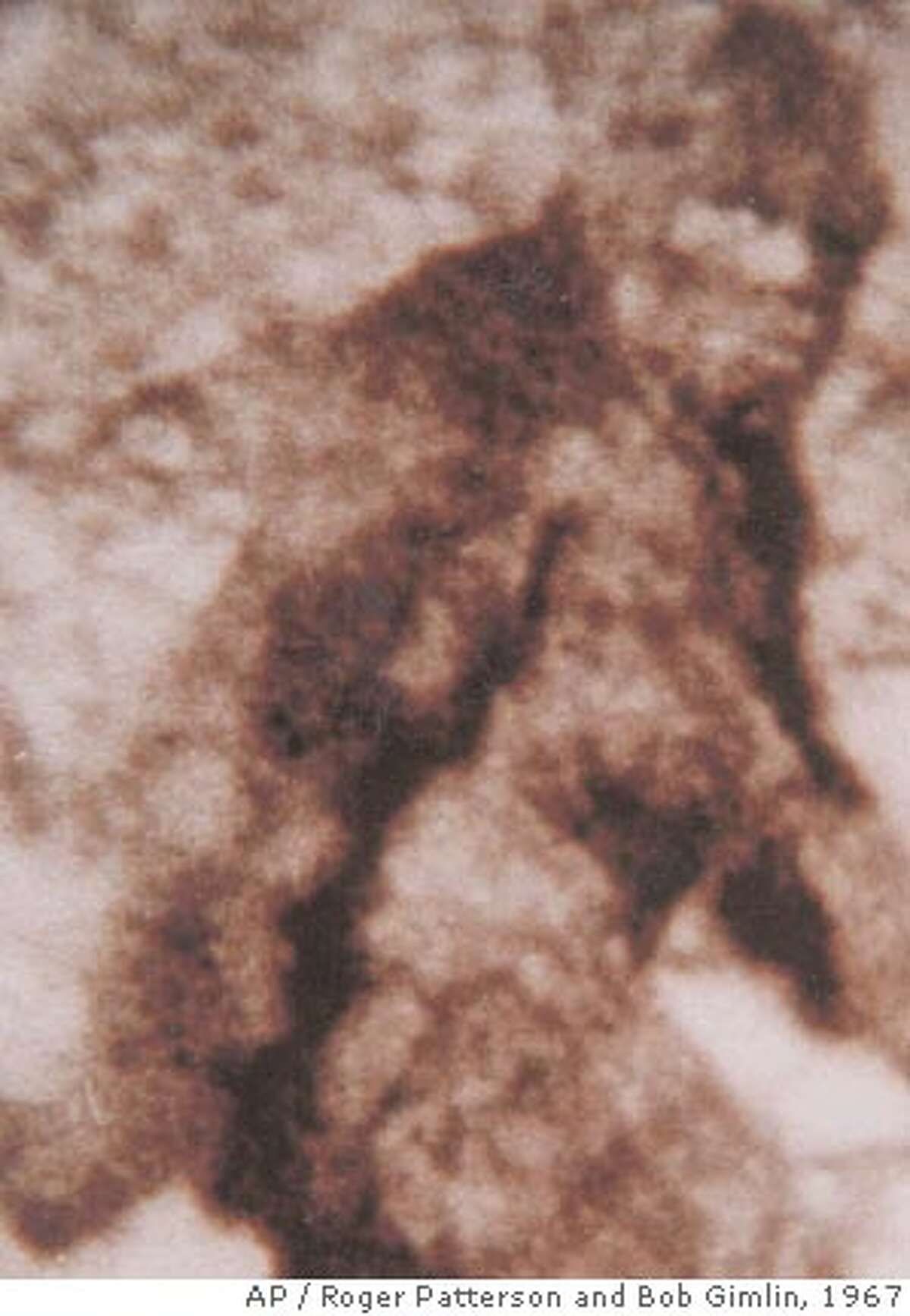 What some believe to be a female Sasquatch running out of a stream bed in the Six Rivers National Forest in northern California is seen in this frame taken from a piece of 16mm footage taken by Roger Patterson and Bob Gimlin in 1967 during a horseback search for Bigfoot. Sasquatch might be from outer space, at least that's the theory being put forth by Erik Beckjord of the San Francisco based Sasquatch Research Project. Beckjord contends the proof can be found in a metal cylinder, roughly the same sizeand shape as a 16-ounce can of beer, on Bigfoot's right arm shown in this frame taken from the famous Patterson film. (AP Photo/Sasquatch Research Project, Roger Patterson and Bob Gimlin ) Ran on: 01-03-2008 Ran on: 01-04-2008 A frame from Patterson-Gimlin film shows what some believe to be a female Bigfoot leaving a streambed in Northern California. Ran on: 01-04-2008