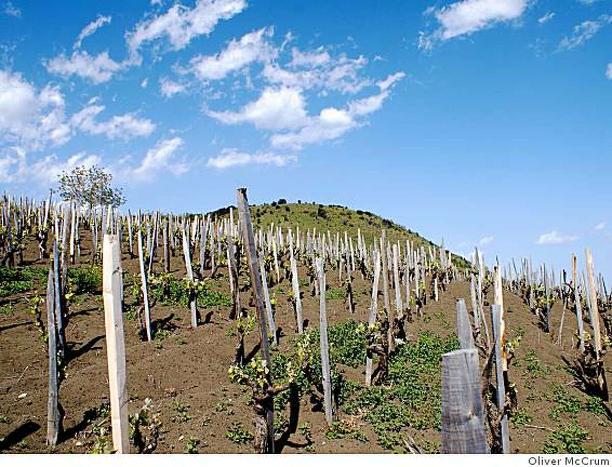 Vines in the vineyards of Vini Biondi on Mount Etna in Sicily. The native Nerello Mascalese and Nerello Cappuccio grapes grow in extremely volcanic, sandy soil.