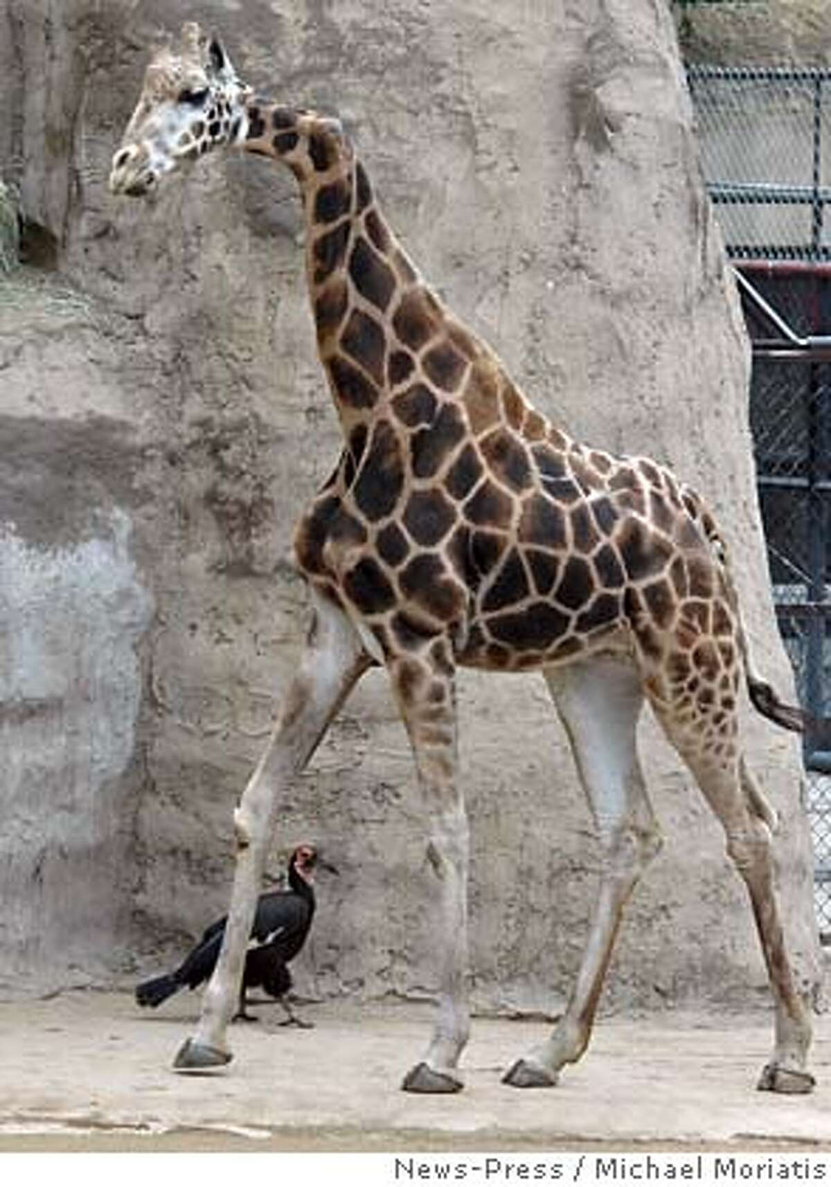 Beloved giraffe is euthanized