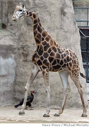 Who is this 'zebra giraffe' without the long neck? - CGTN