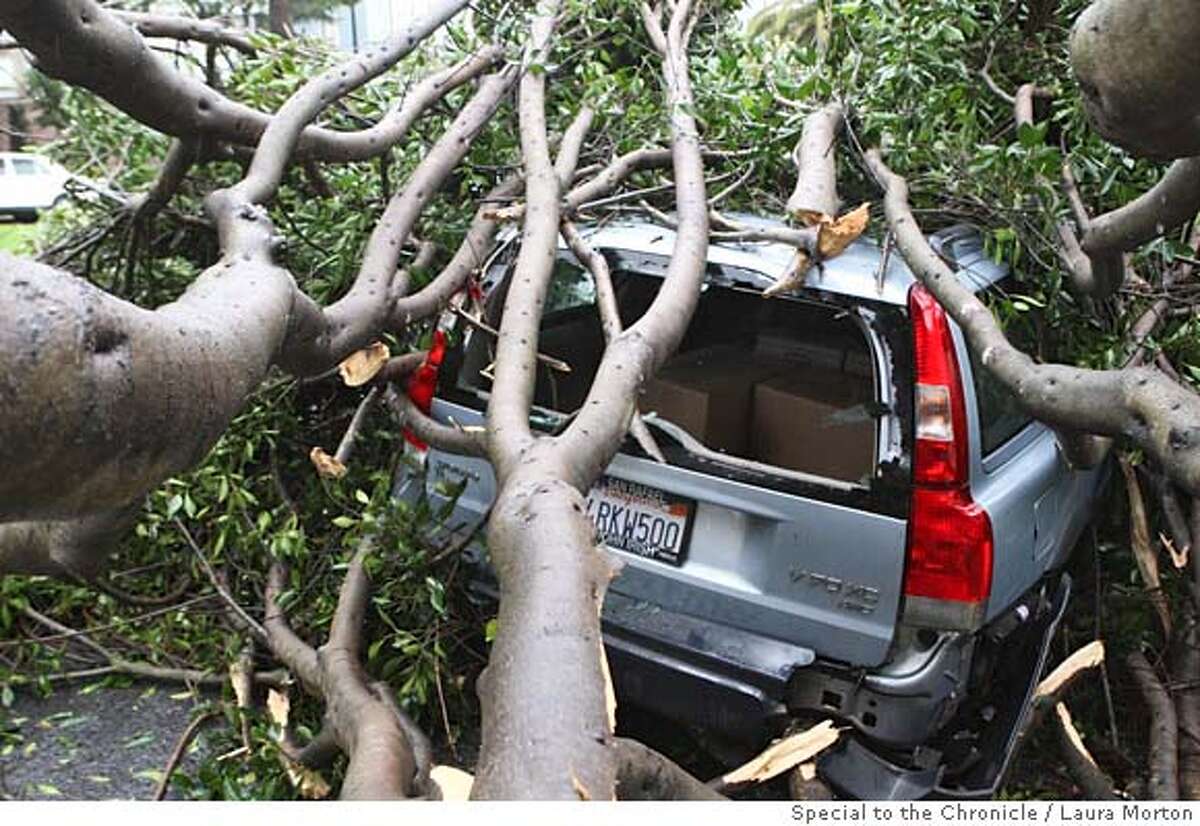 Weather05_SF_0183_LKM.jpg A Volvo parked on Dolores St. was damaged by a large tree that fell on it during the storm on Friday morning. (Laura Morton/Special to the Chronicle)
