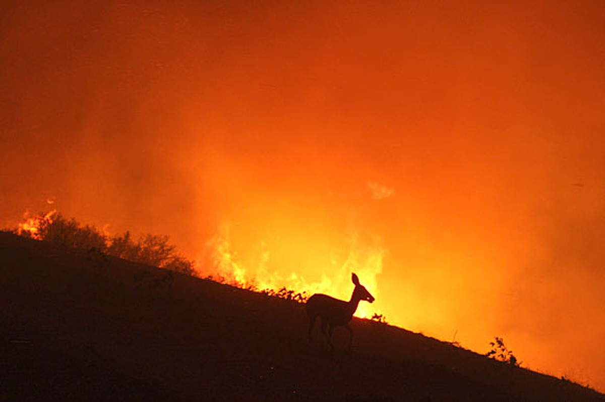 A Facebook post making the rounds in Northern California warns, "Please be aware that wild animals are fleeing the fires and they may show up in your yards," and urges people to leave out a bucket of water for the creatures. A California Fish and Wildlife spokesperson says that's actually not sound advice. Above: A deer flees from a wildfire near Malibu, Calif., early Saturday, Nov. 24, 2007, aS fires scorched the area. (AP Photo/Craig Durling) 