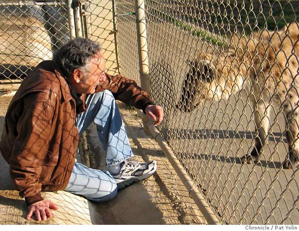 Steve Glickman, director of the Berkeley Hyena Project, makes contact with one of the hyenas in the colony. Pat Yolin/ The Chronicle