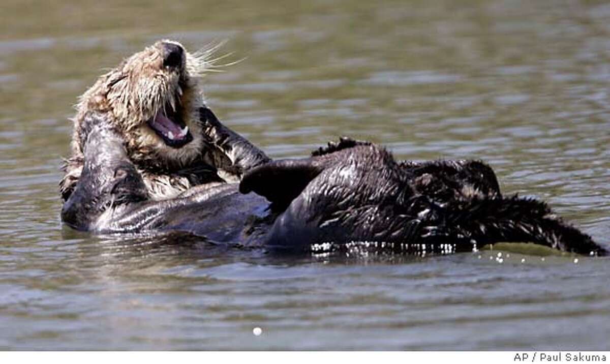 Aggressive Sea Otter