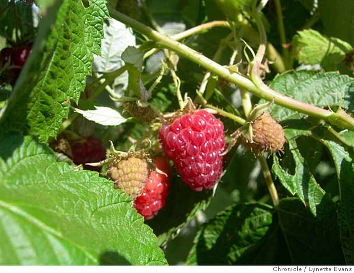 Everbearing red raspberries From suckers, something succulent