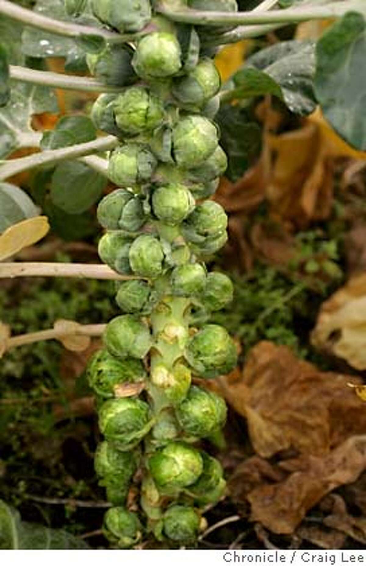 SEASONAL03_045_cl.JPG Seasonal Cook column on Brussels sprouts. Don Murch is one of the very few organic Brussels sprouts growers in the state. Close-up photo of Brussels sprouts still on the stalk. Event on 10/19/04 in Bolinas. Craig Lee / The Chronicle Ran on: 11-05-2004 Ran on: 10-25-2006 Ran on: 01-11-2007 Brussels sprouts on the stalk. MANDATORY CREDIT FOR PHOTOG AND SF CHRONICLE/NO SALES-MAGS OUT