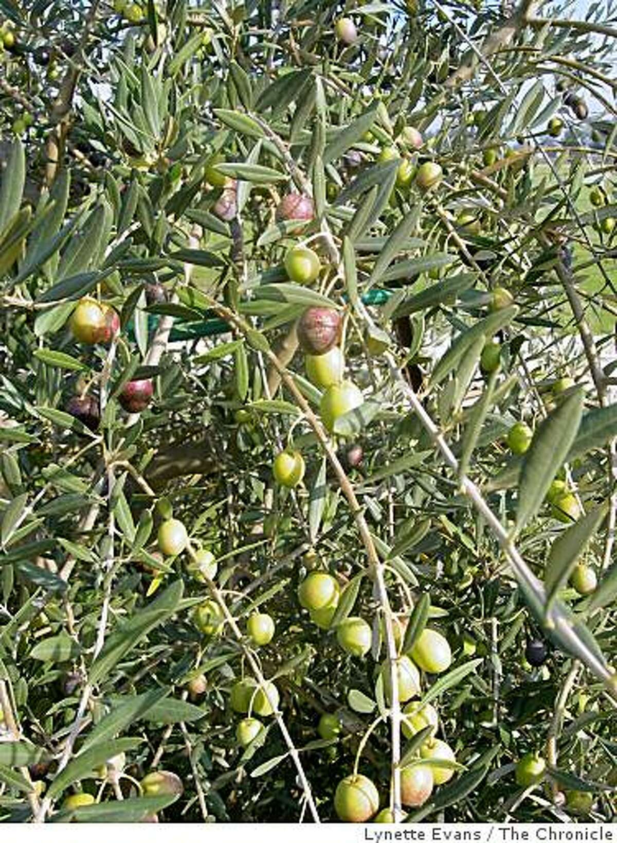 Green Spanish olives ready for picking