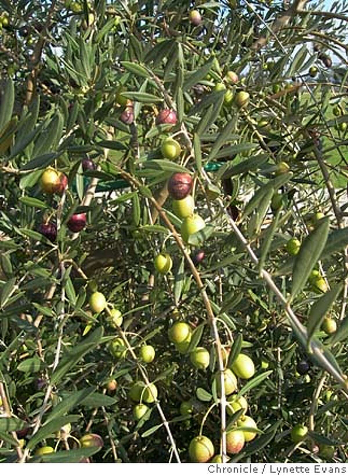 Green Spanish olives ready for picking.