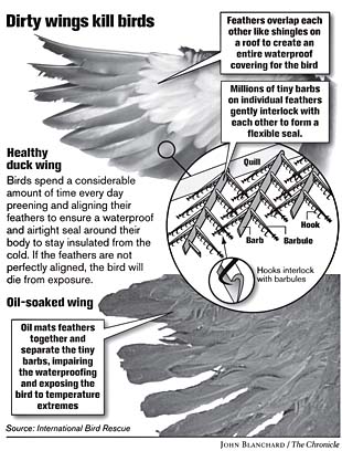 Picture of For birds coated with oil, a medical exam, then a wash