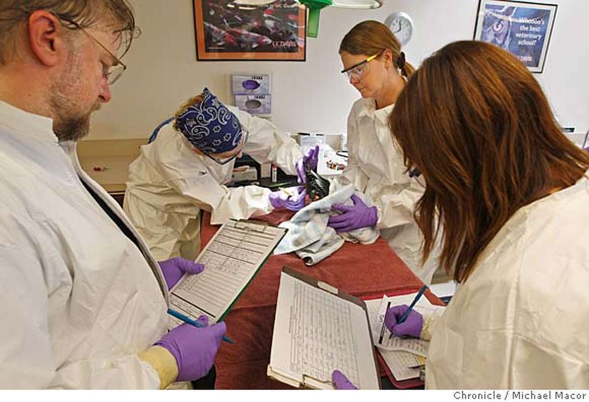 Caring for oiled birds