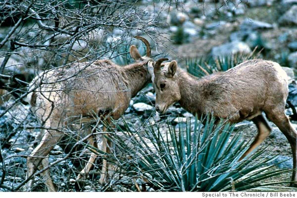 Rams Remain In Southern California