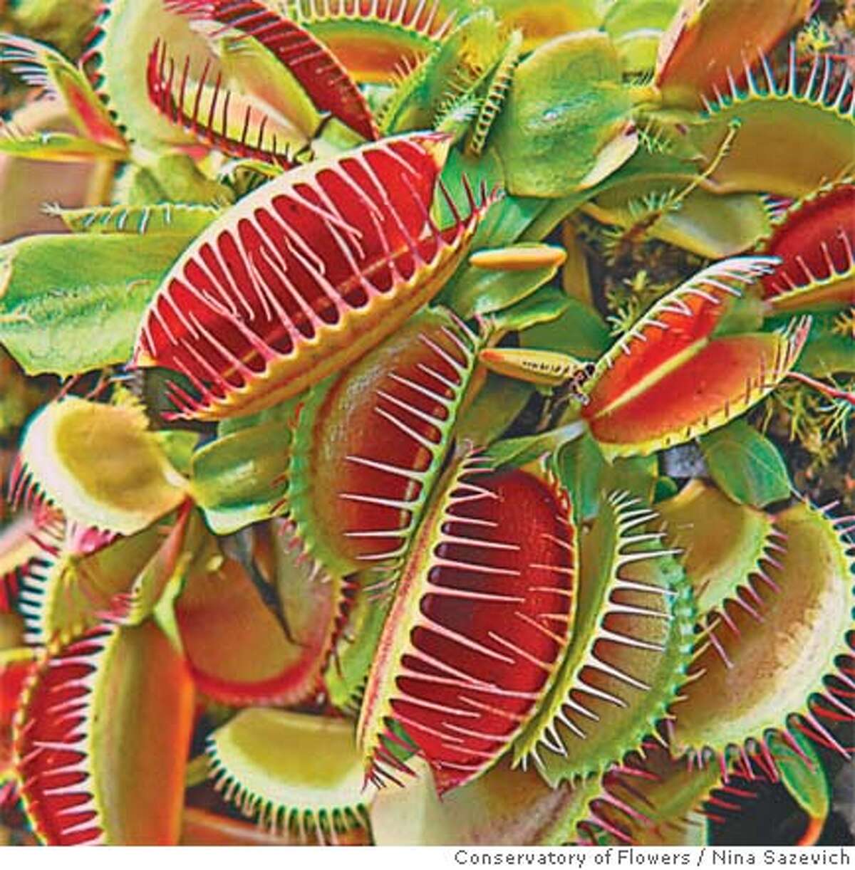 ThisVenus flytrap lives in the big bog at the San Francisco Conservatory of Flowers