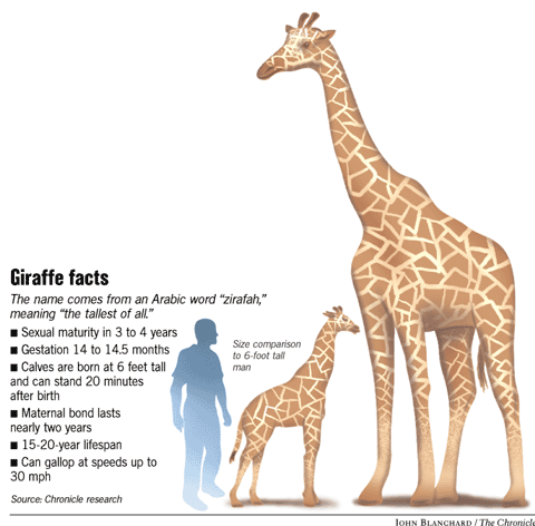 Very big baby / New Oakland Zoo giraffe needs name