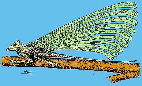 evidence that birds evolved from dinosaurs