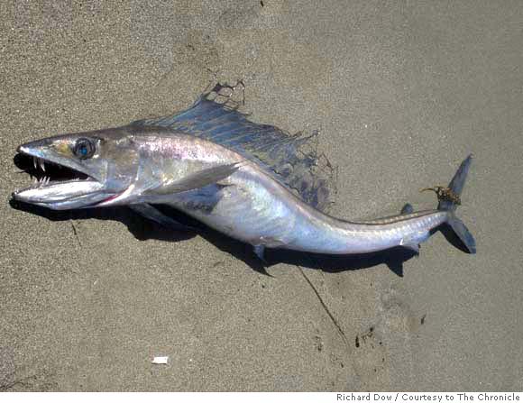 A 'wolf of the sea' washes up near Sea Ranch