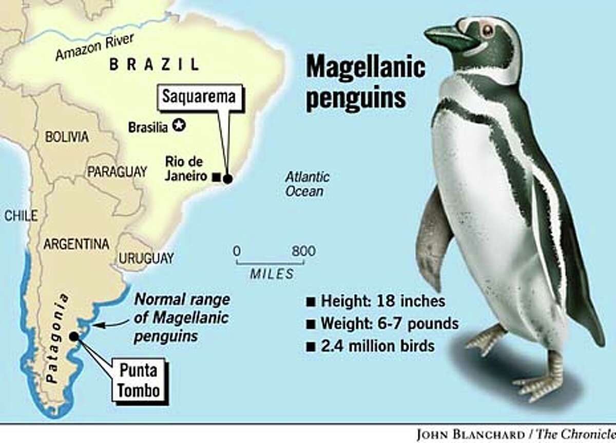 komme til syne Romantik træt af Patagonia Penguins Hit Brazilian Beach / Mystery migration getting bigger  each year