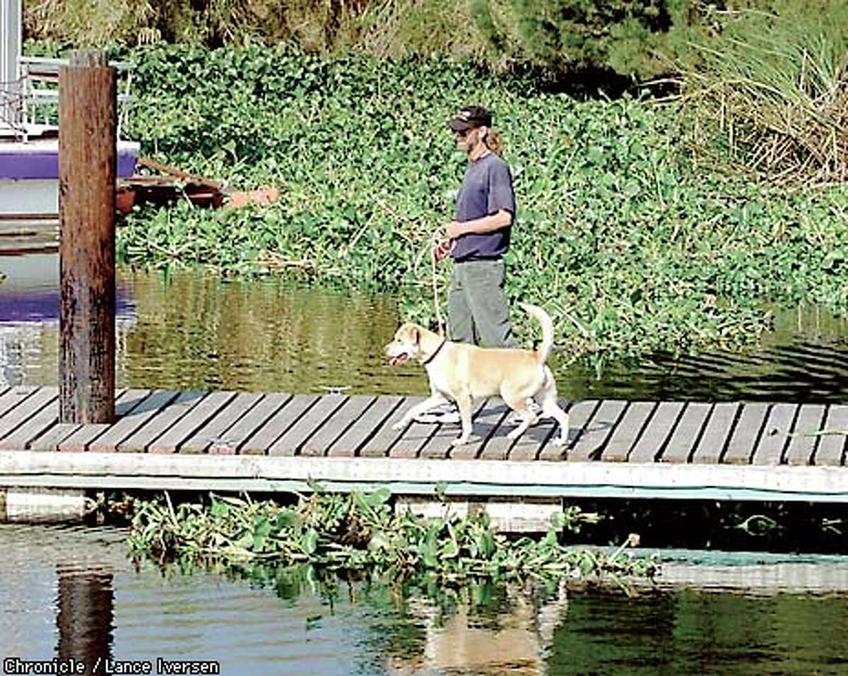 Stalemate Over Eradication of Water Hyacinth That's Clogging Delta