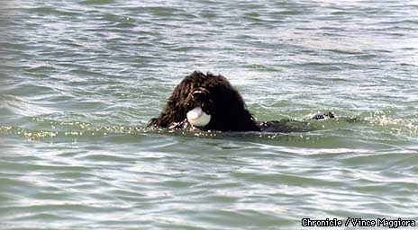 Dogs of Summer / Giants' water retrievers ready for their big-league debut  tomorrow