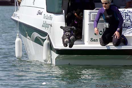 Dogs of Summer / Giants' water retrievers ready for their big-league debut  tomorrow