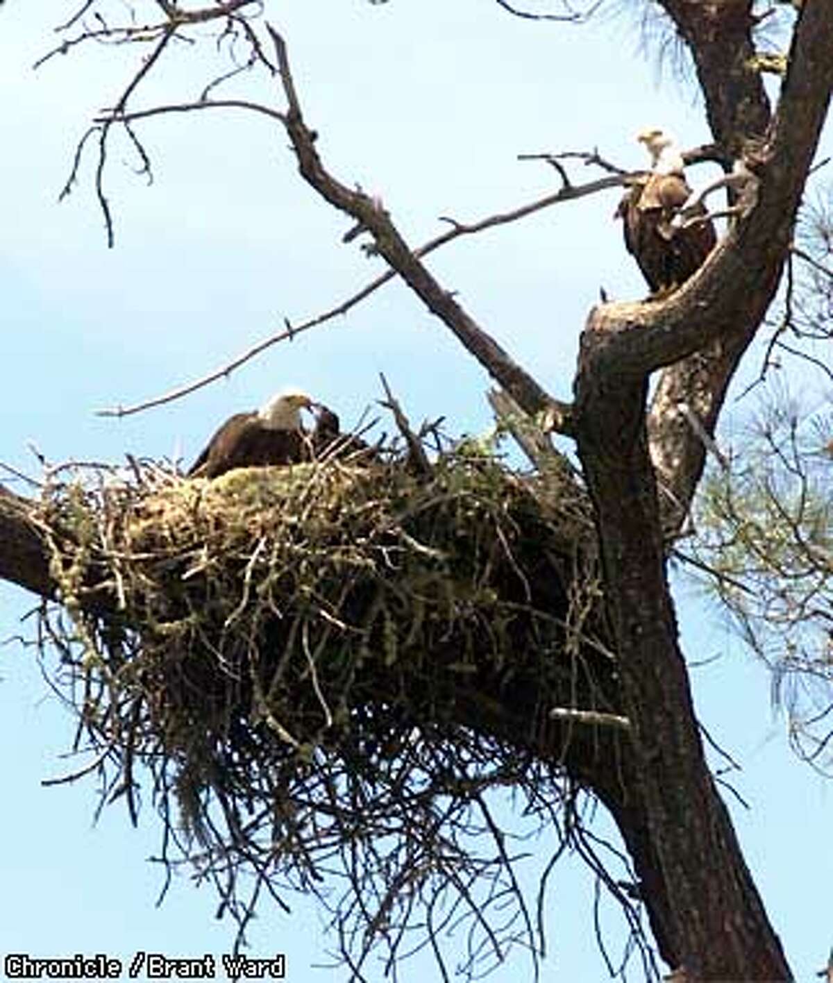 Stages Of Bald Eagle Development