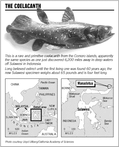 Coelacanth essays 07 image