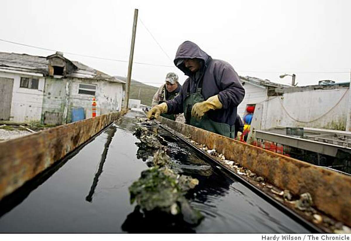 Sandro Roblero, right, and Manuel Manso, center, separate oysters at Drakes Bay Oyster Company in Inverness, Calif., on Tuesday, May 5, 2009. The oyster company learned today that their company was not harming the ecosystem and environment as environmentalists had said they were.