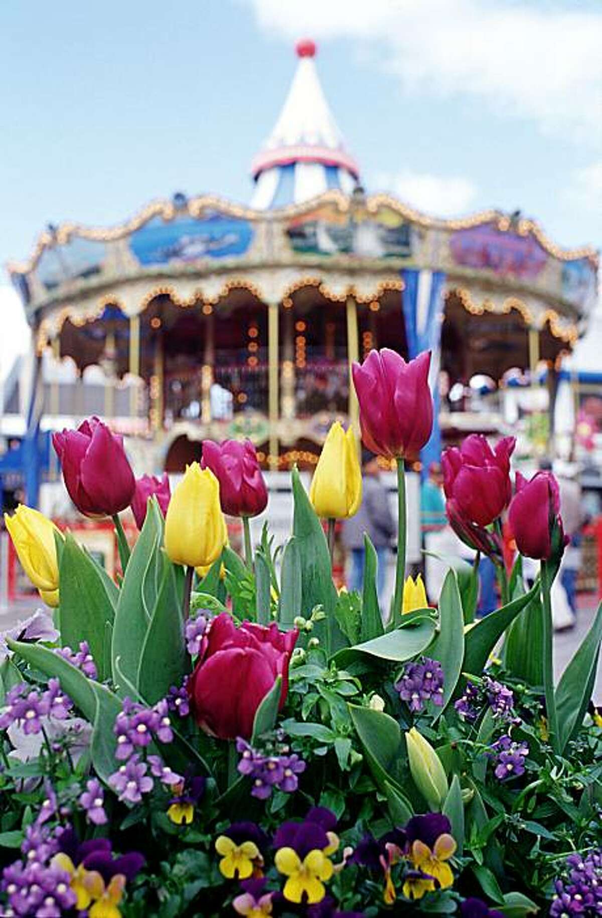 Tulipmania Pier 39 begins celebration of blooms