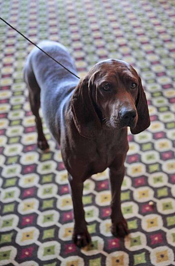 Sports names & faces Rufus, Sal Durante, Rodman SFGate