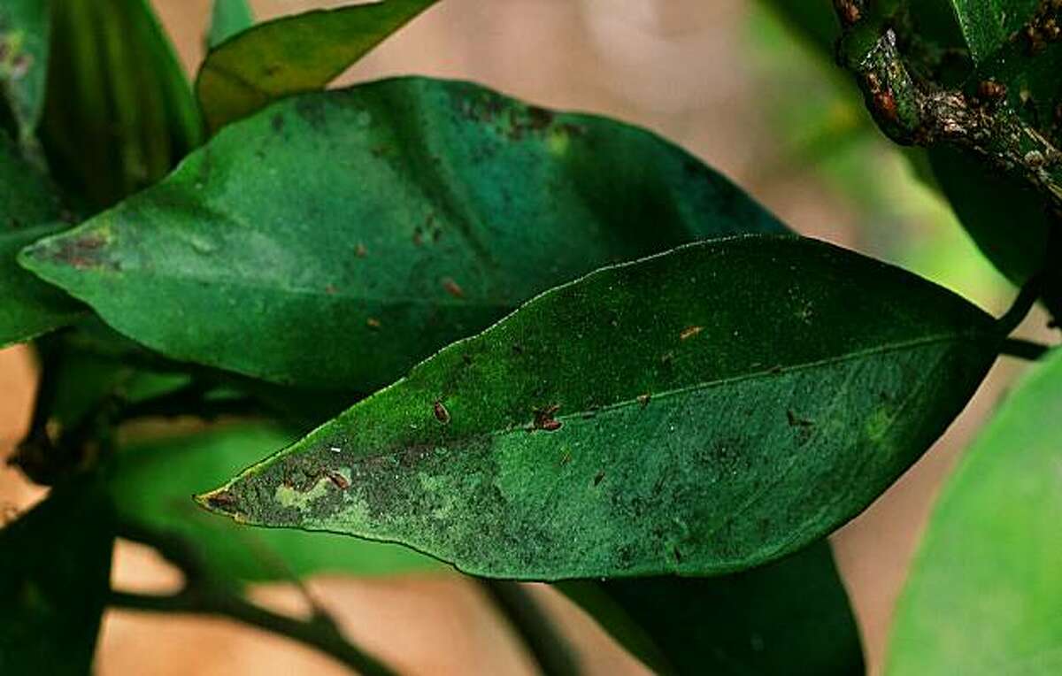 sooty-mold-on-meyer-lemon-caused-by-insect-pests