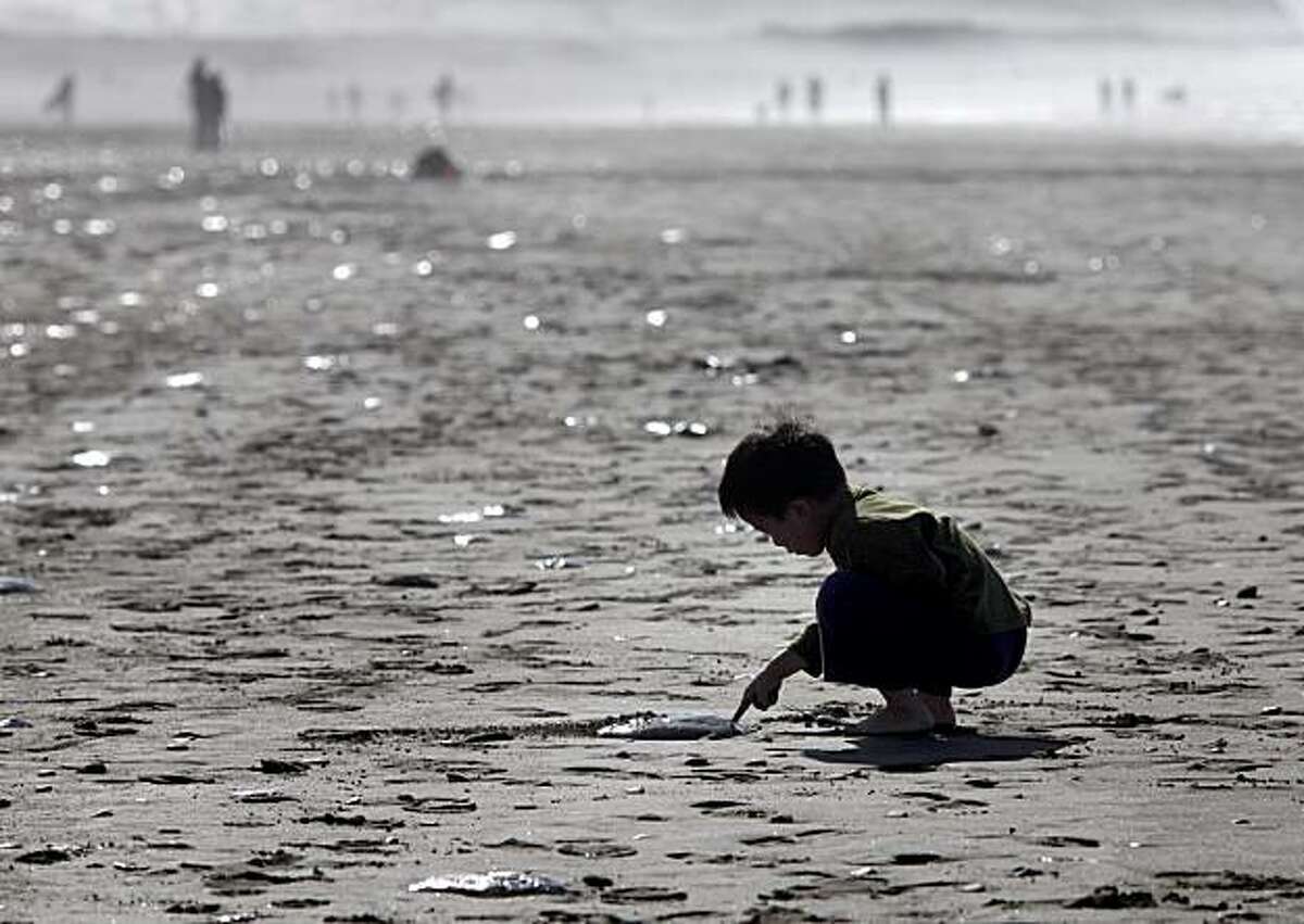 Young Elias Chin of San Francisco investigates one of the jellyfish near Lawton Street at Ocean Beach on Sunday.
