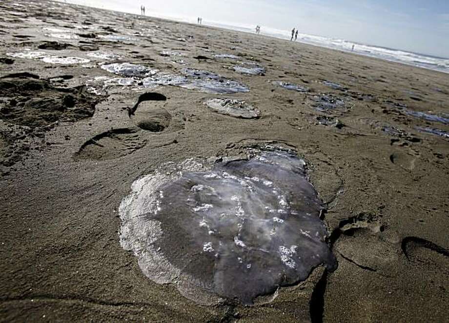 S.F. Thousands of dead jellyfish on Ocean Beach SFGate