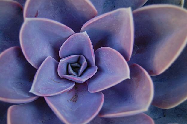 E. 'Perle von Nurnberg' a colorful echeveria