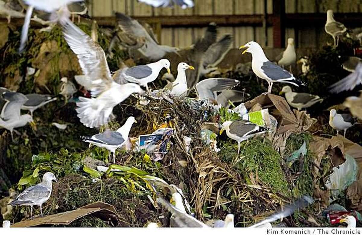 Gulls feed on foodscraps collected from restaurants and residences in San Francisco at Norcal Waste in Brisbane, Calif.