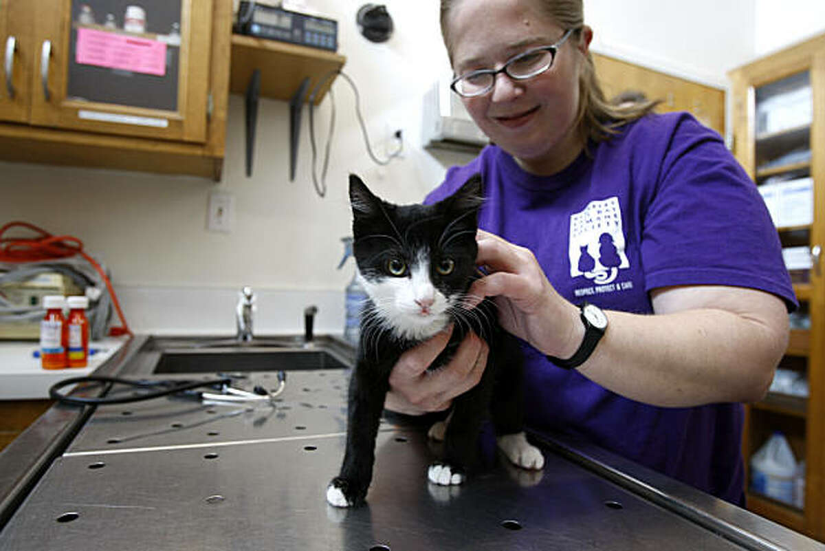 Veterinarian technician Allison Gagnon holds foster cat Betty Boop at the Berkeley Dog and Cat Hospital in Berkeley, Calif., on Nov. 04, 2010.