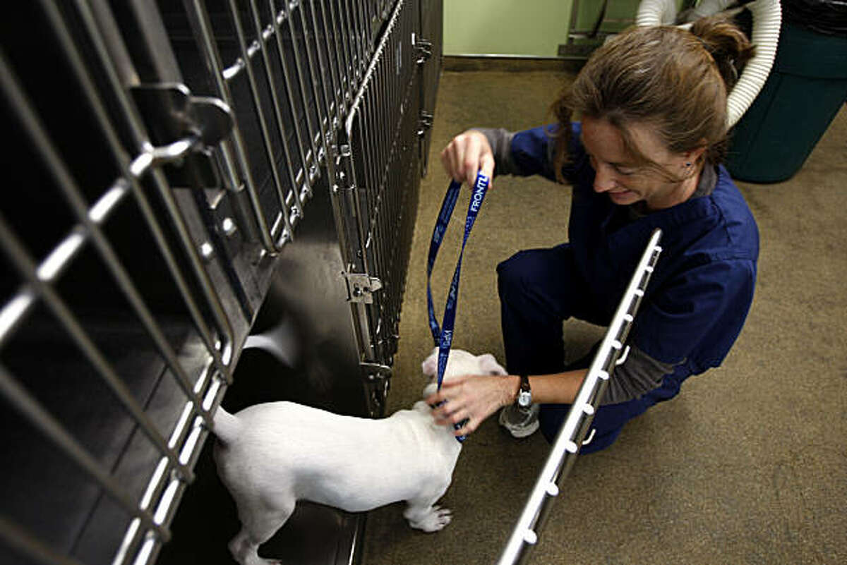 Veterinarian technician Lisa Lacabanne takes pitbull Rock'em out of his kennel at the Berkeley Dog and Cat Hospital in Berkeley, Calif., on Nov. 04, 2010.