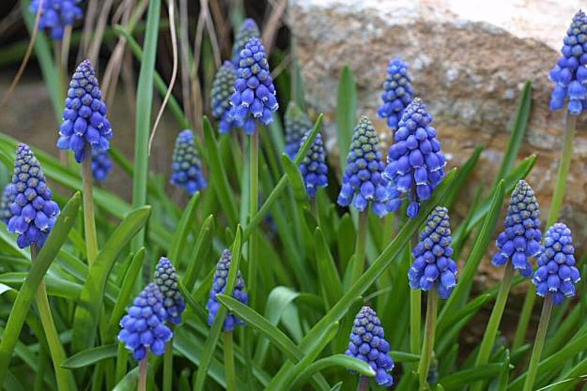 A quick primer all about bulbs