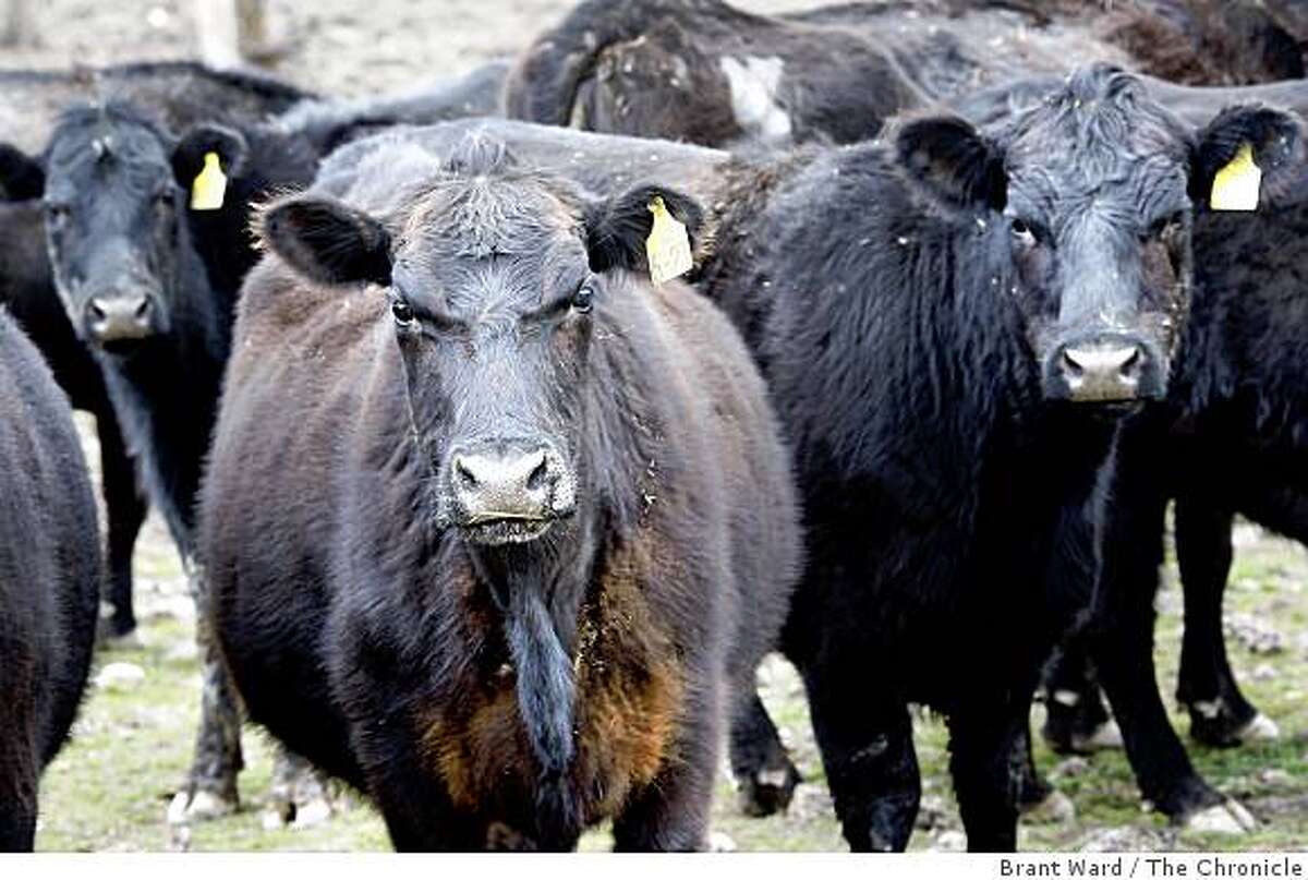 Nature Conservancy land buy to help revive coho