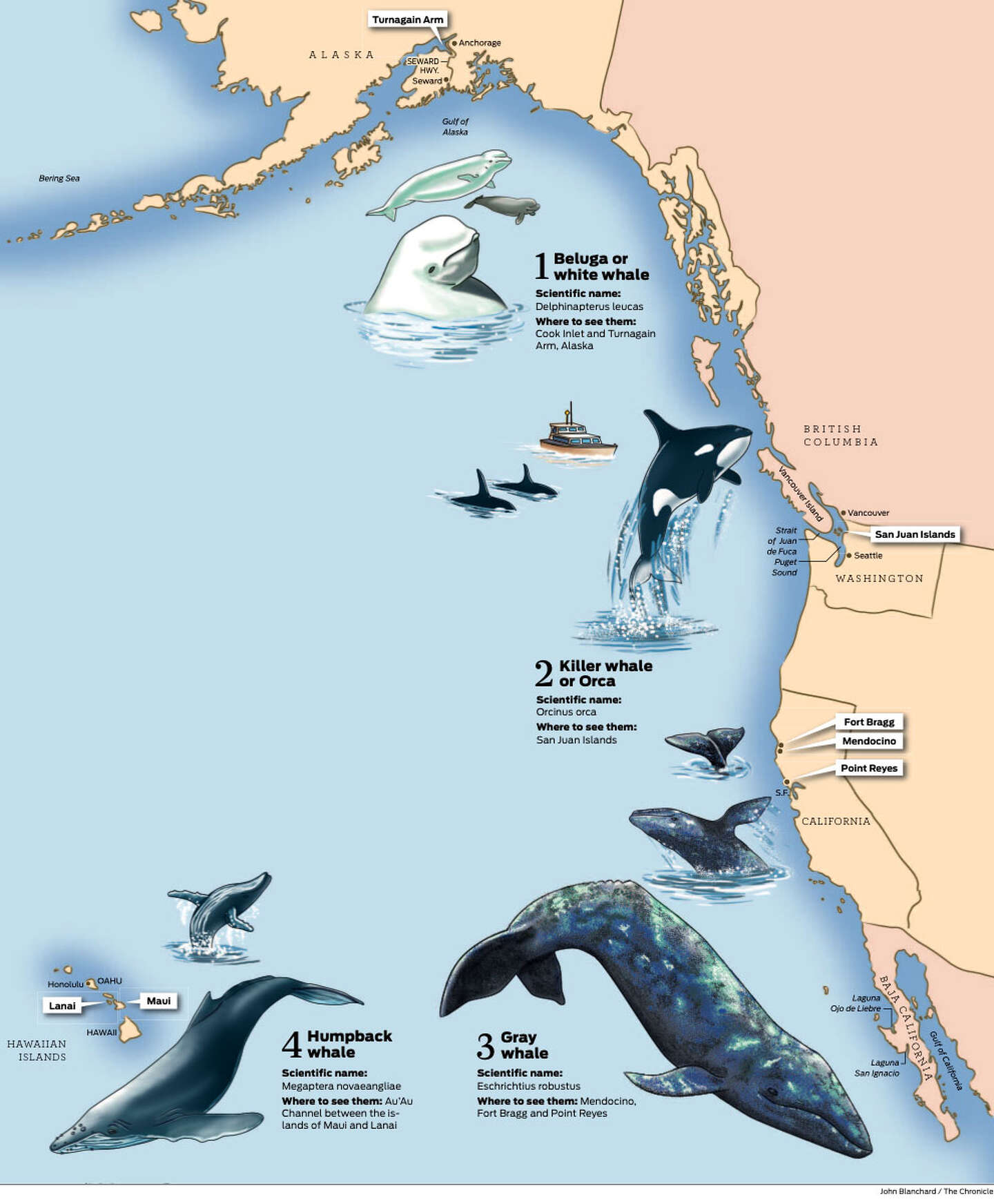 West's best spots to watch whales