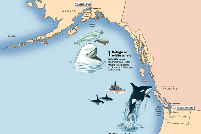 West's best spots to watch whales