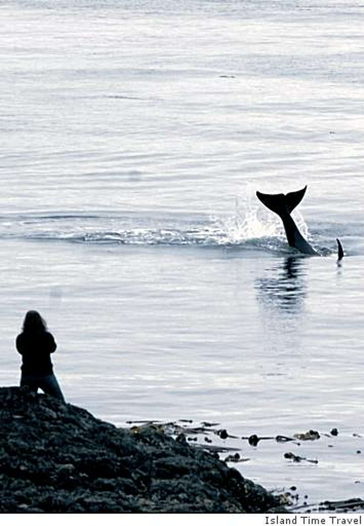 West's best spots to watch whales