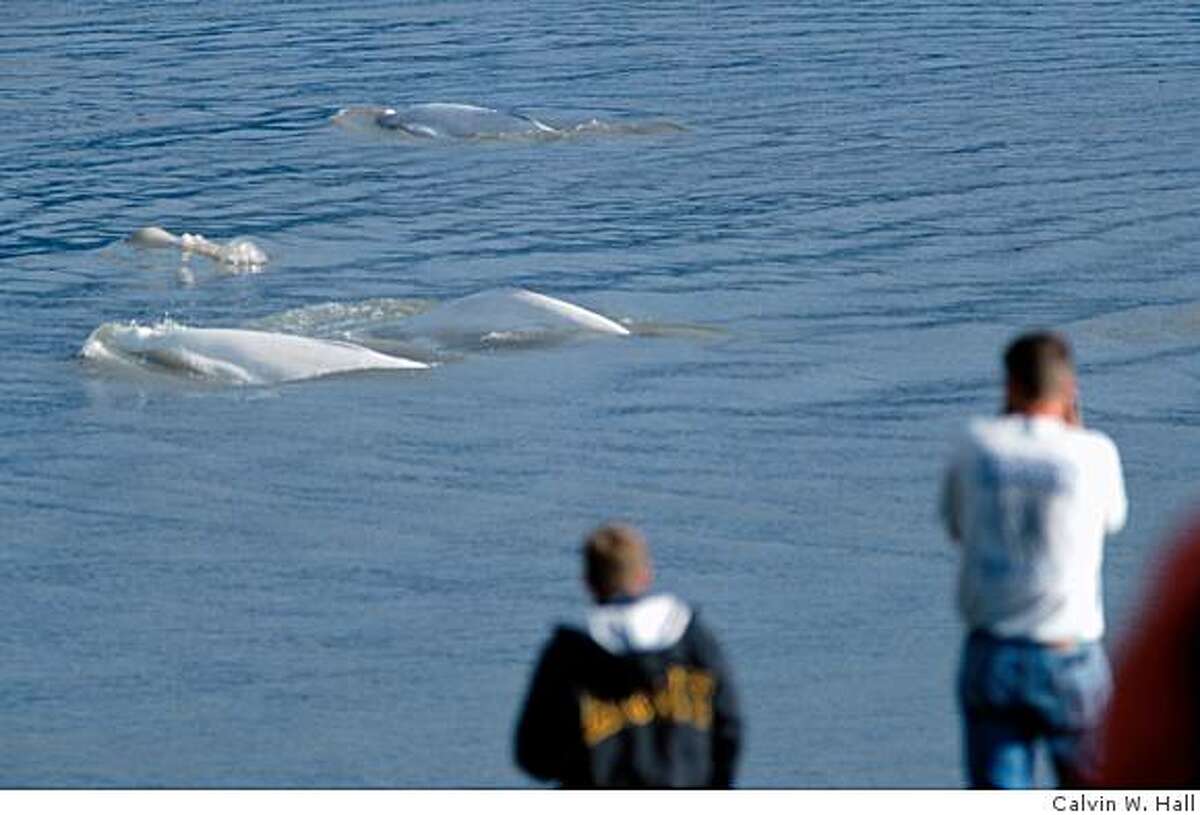 West's best spots to watch whales