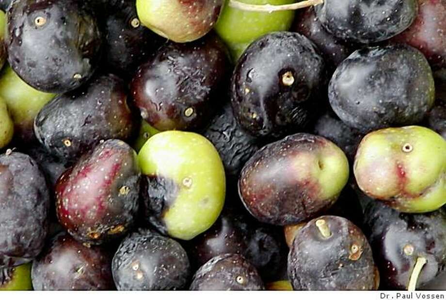 Prolific olive tree produces inedible fruits SFGate