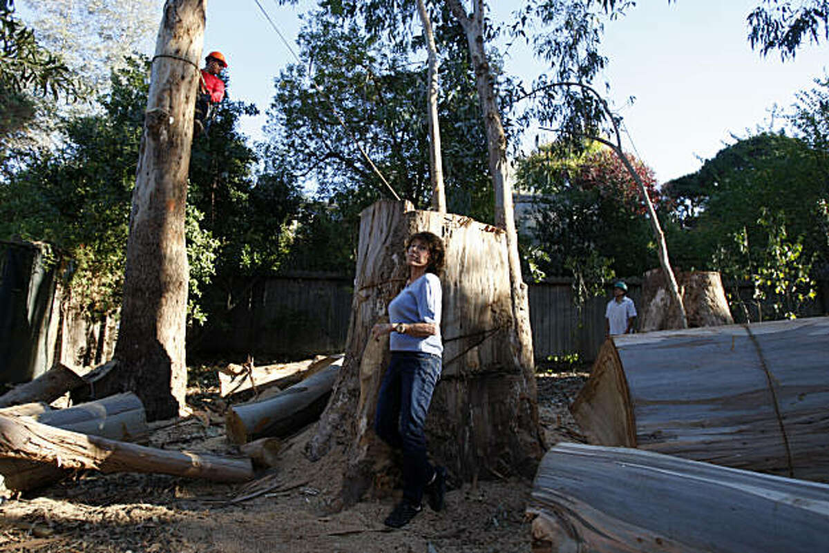 Eucalyptus trees felled over homeowner's objection