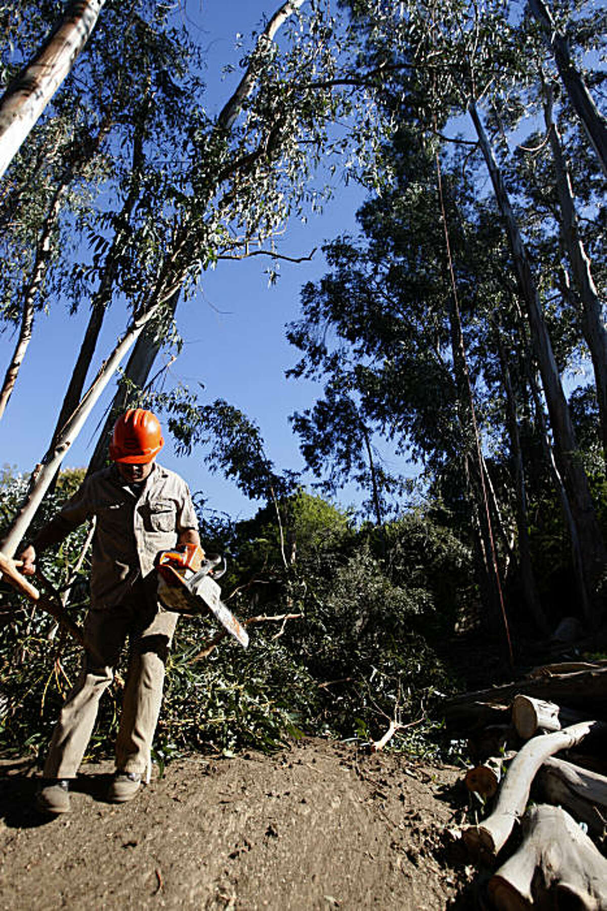 Federico Maldonado, worker from The Small World Tree Company, moves tree branches out of the way in Larkspur, Cailf., on Oct. 15, 2010.
