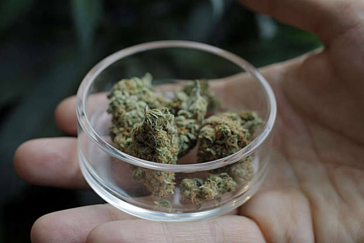 Marijuana is on display at SPARC, San Francisco Patient and Resource Center, a new high-end marijuana dispensary, September. 17, 2010, in San Francisco, Calif.