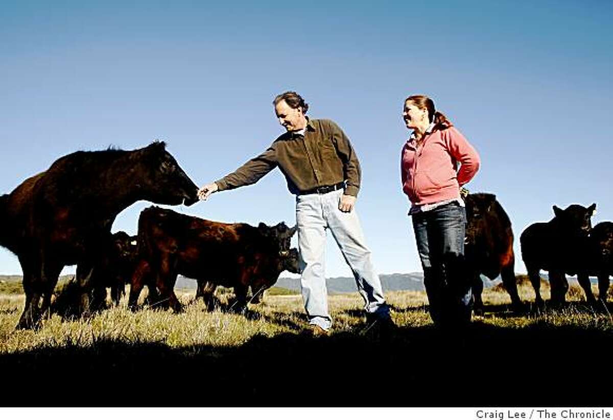Bill Niman and his wife, Nicolette, with their cows in Bolinas, Calif., on January 29, 2009. Bill Niman founded Niman Ranch meat company.
