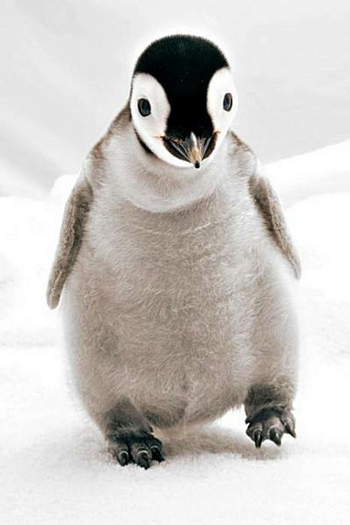 Another emperor penguin hatches at SeaWorld